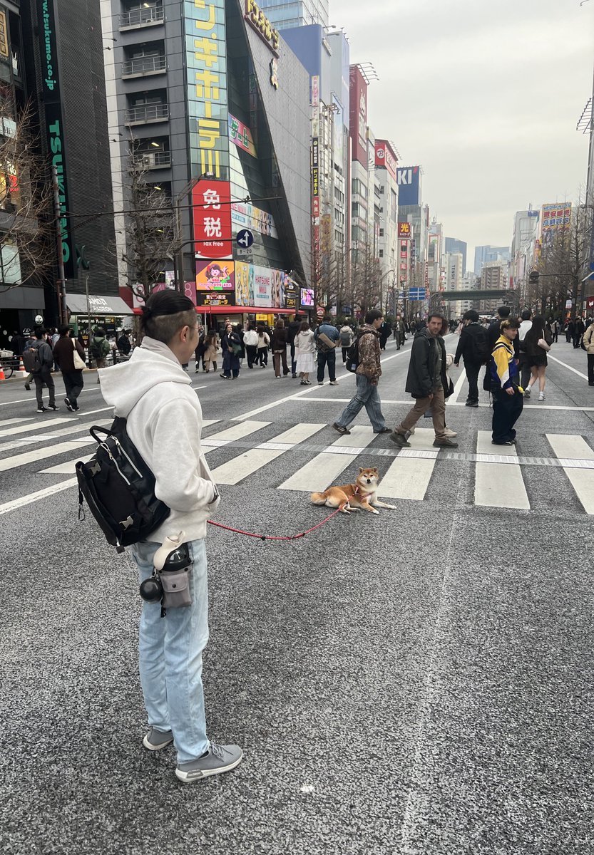 歩行者天国になってた秋葉で癒された
