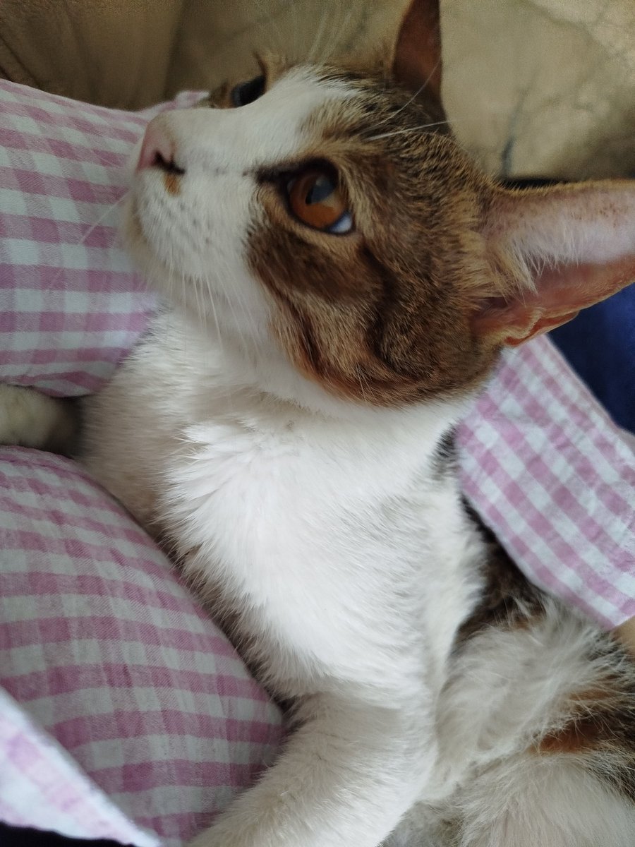 Ivovovovovovory. tweet media