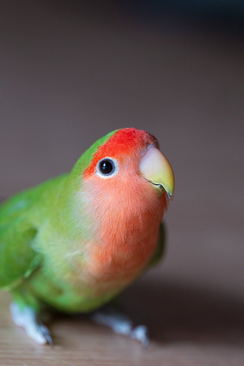 お散歩🦜
#今日のピーちゃん
#コザクラインコ