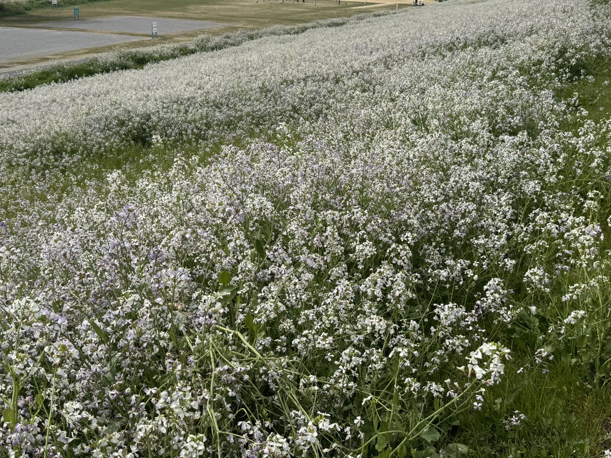 ニックNo5 tweet media