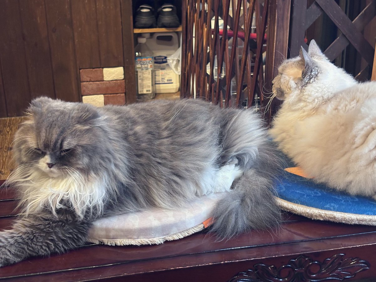 やす。 tweet media