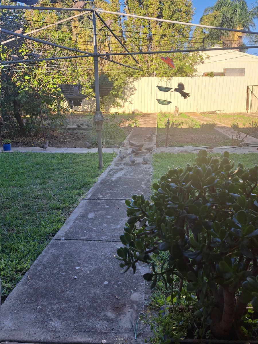 Not TONY 🇦🇺🇦🇺 tweet media