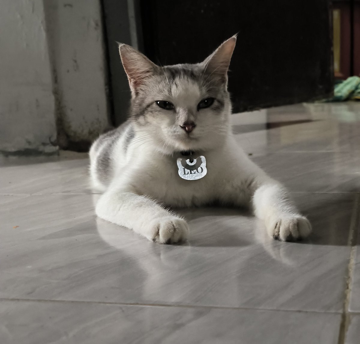 MeoWMeoW tweet media