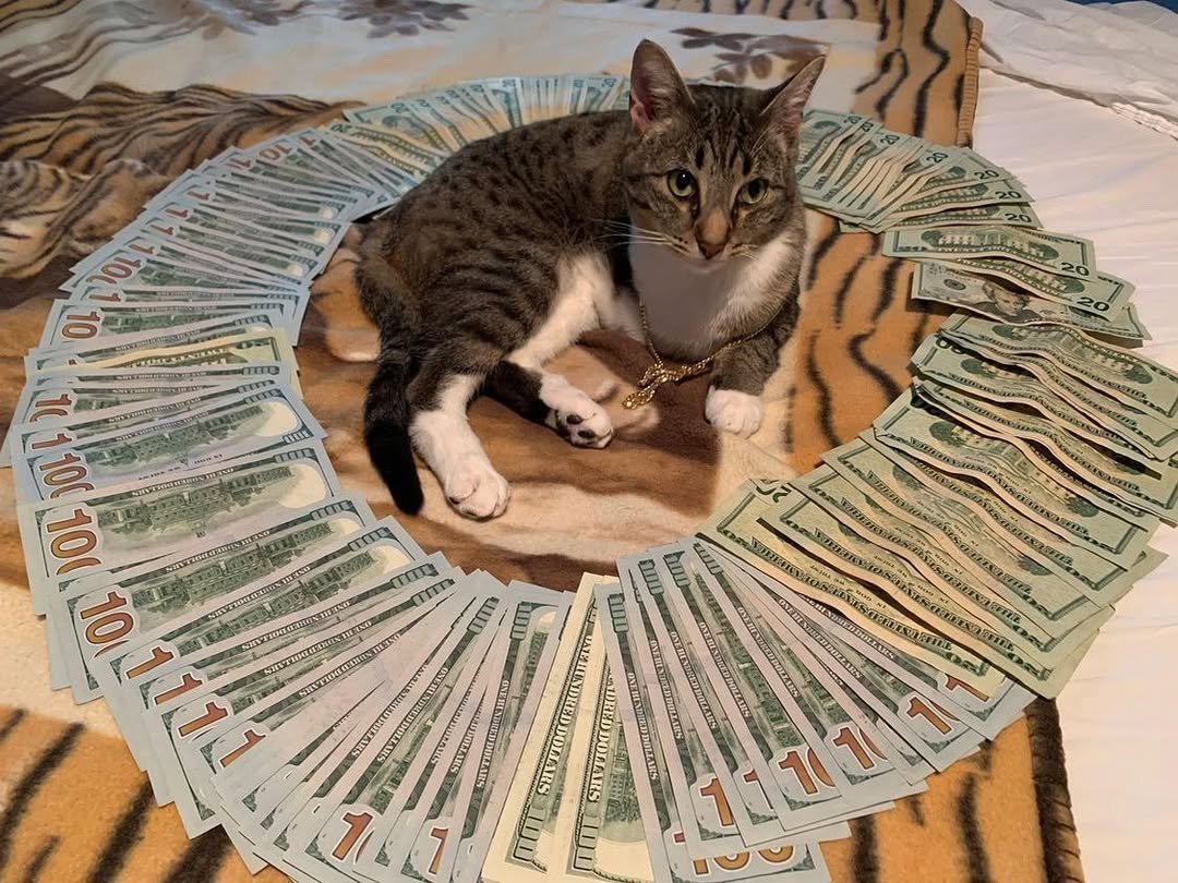 HUSHMAN 🔥 tweet media