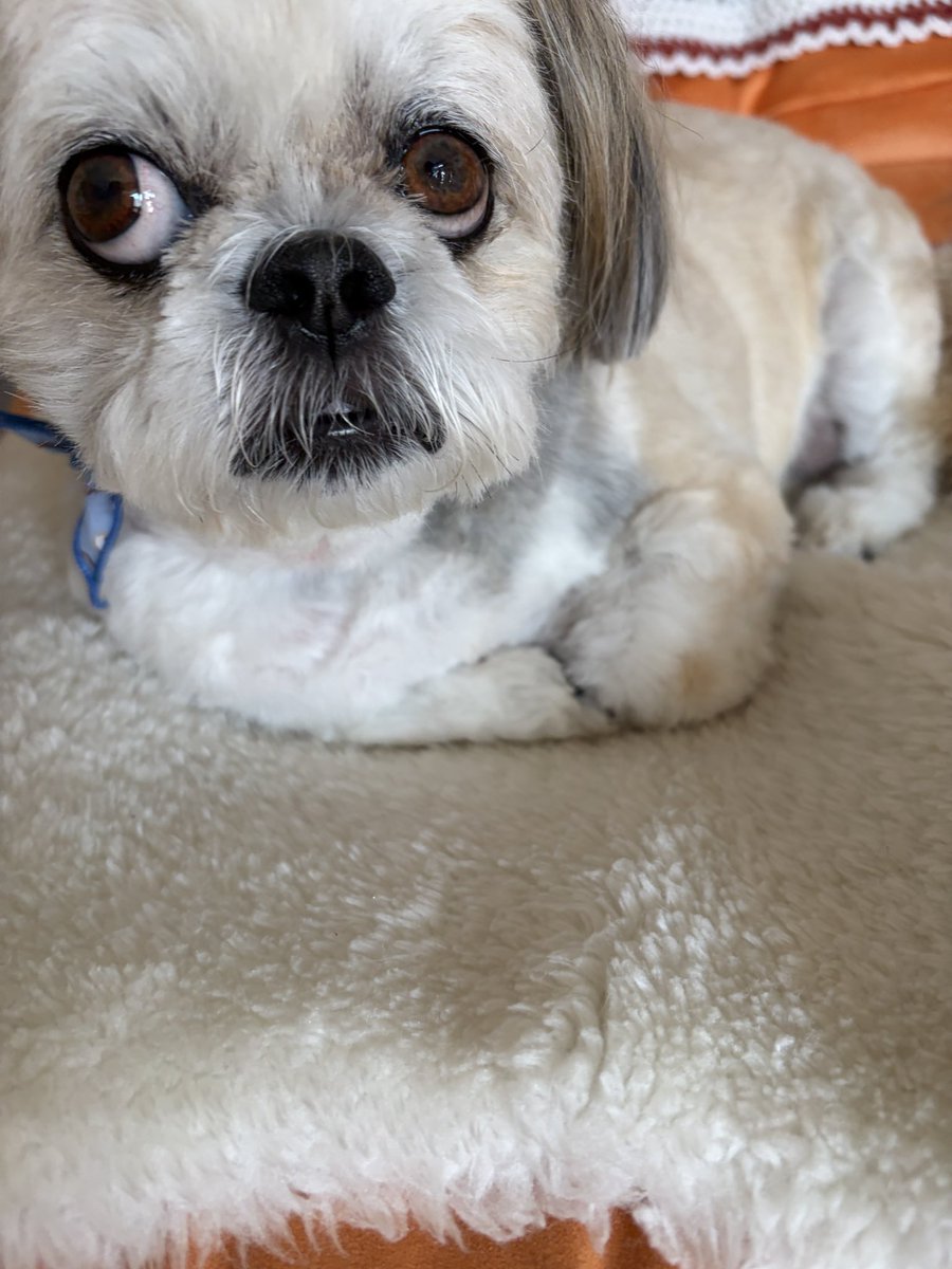 ぶんきんちゃんねる公式 tweet media