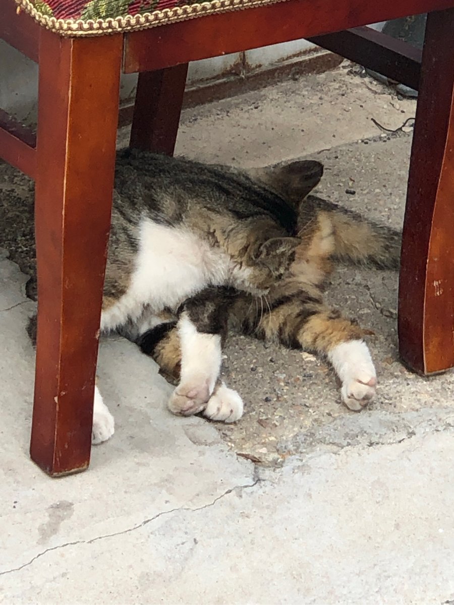 David LLacer tweet media