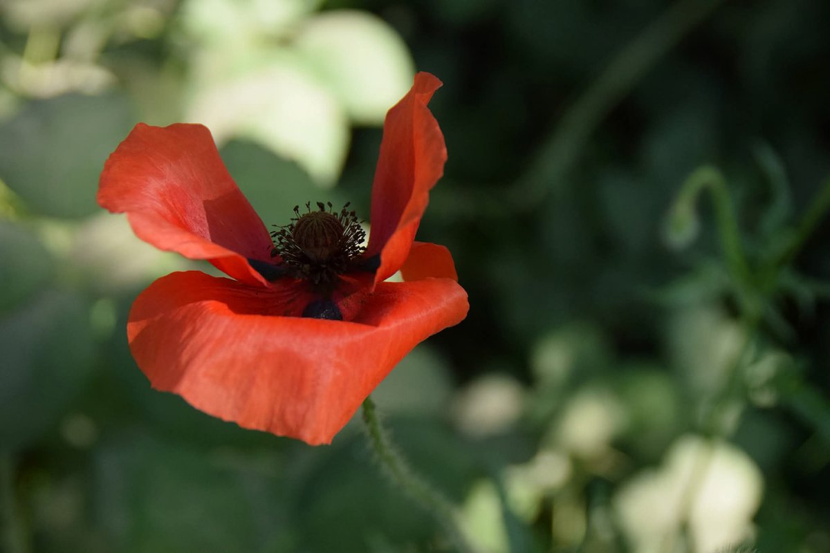 M☀️☀️naaa Zonnestraal des vaderlands tweet media