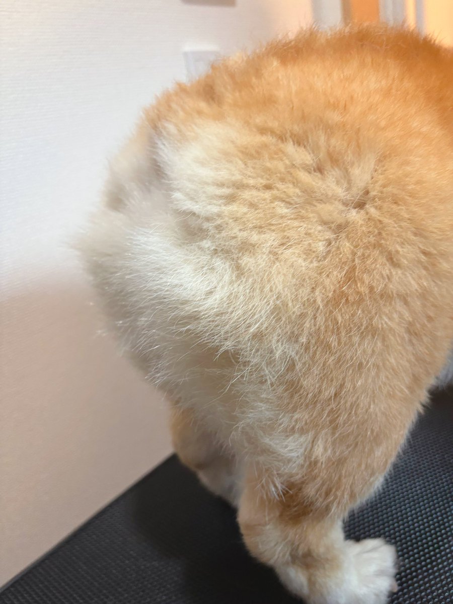 はんぺん tweet media