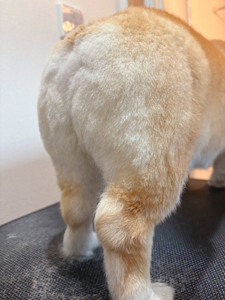 はんぺん tweet media