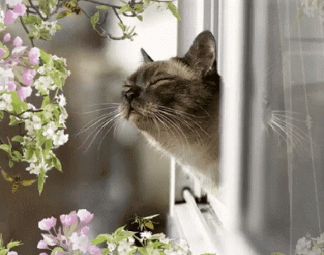 yury_ecominded's tweet photo. Spring cats!  #ecominded  https://t.co/K33b1iWAyH https://t.co/JakgAb7VQ5