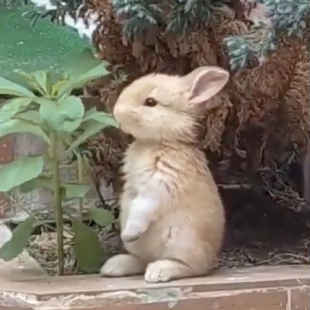 hachi #happywillday! tweet media