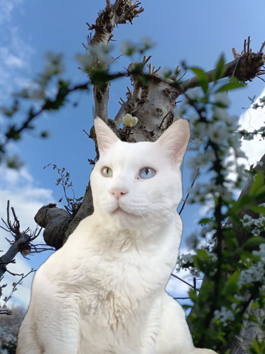 igonerico8's tweet photo. #平和を謳うなら無言で猫を貼れ https://t.co/s7pba2GcTQ
