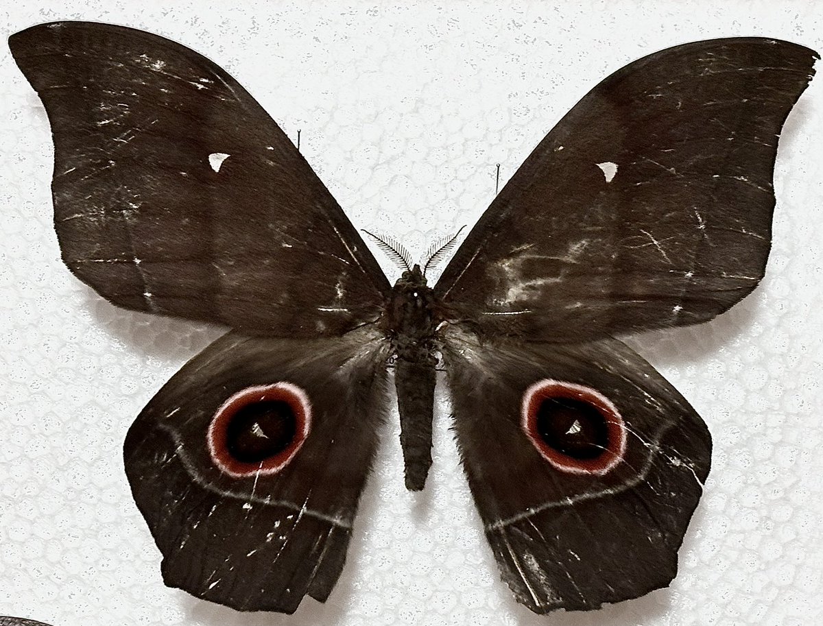 るか/Ruka tweet media