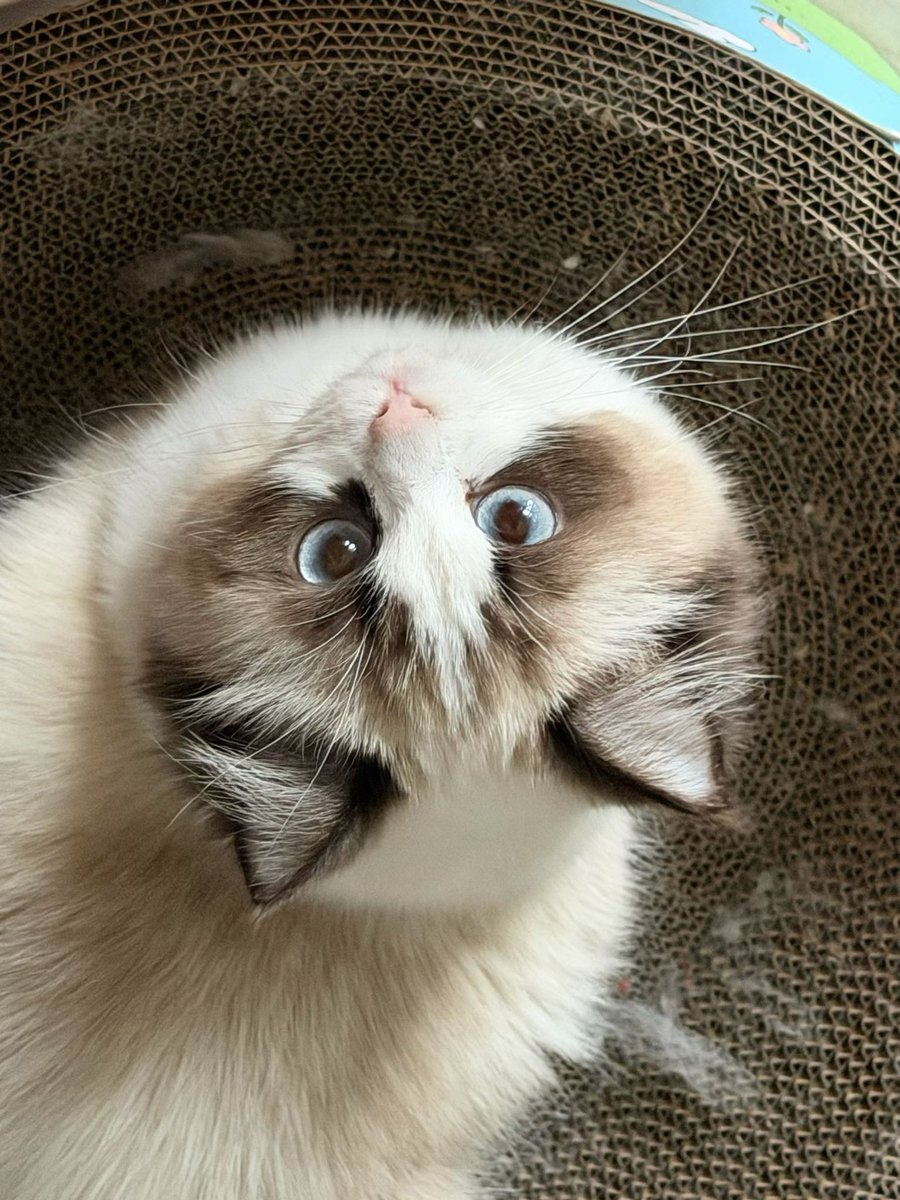 夫斯基也像你 tweet media