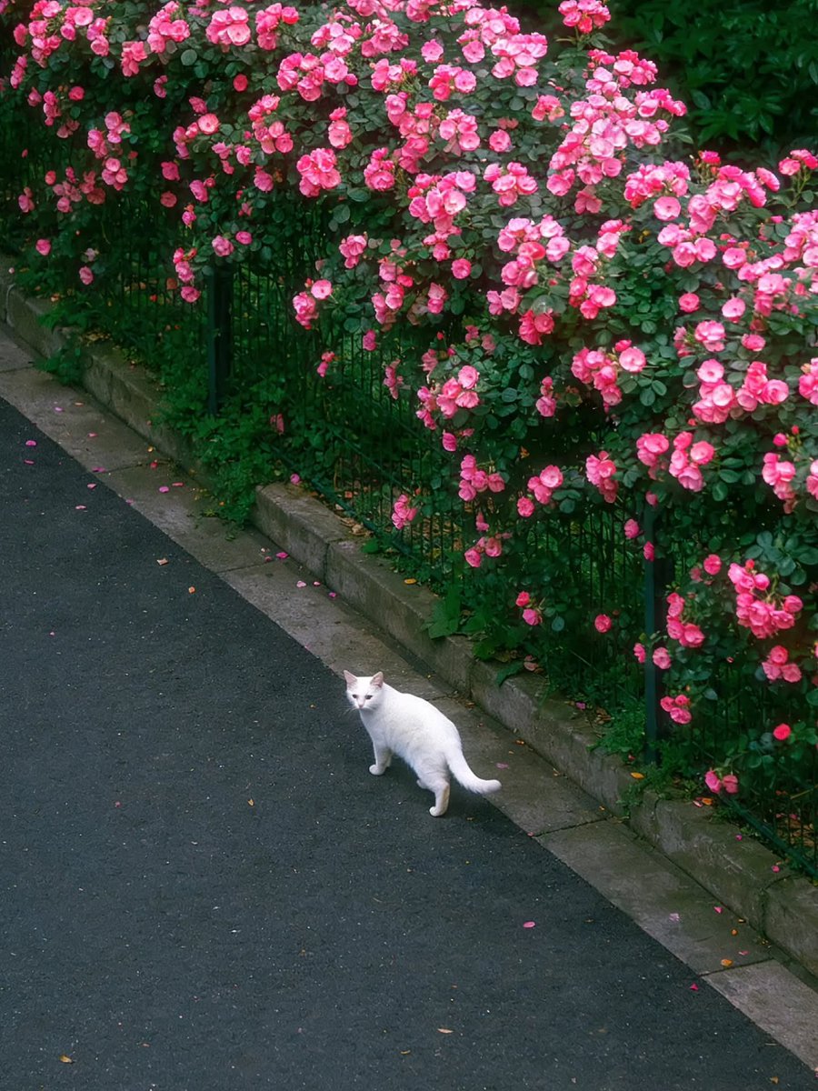 Cats for Happiness. tweet media