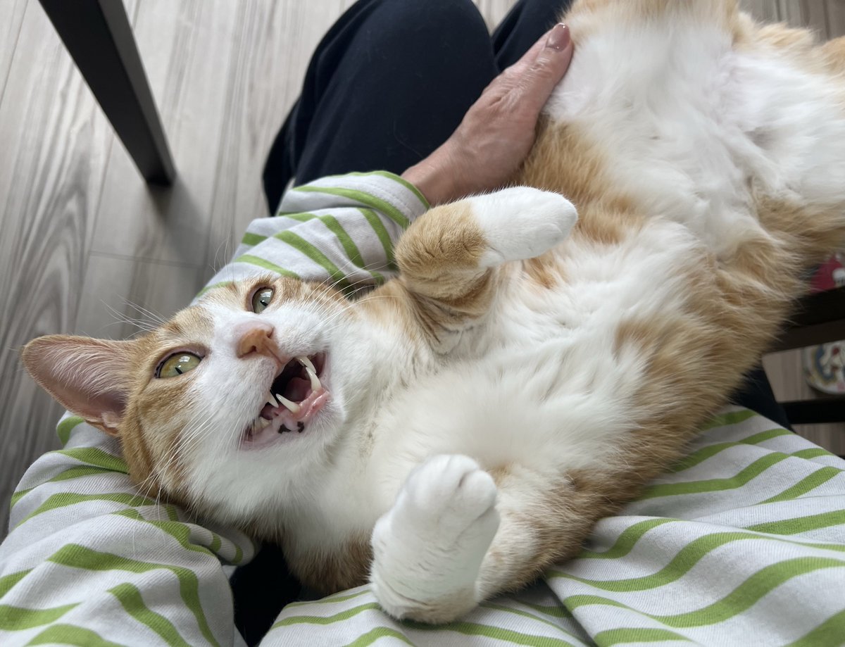 クウとカイ tweet media