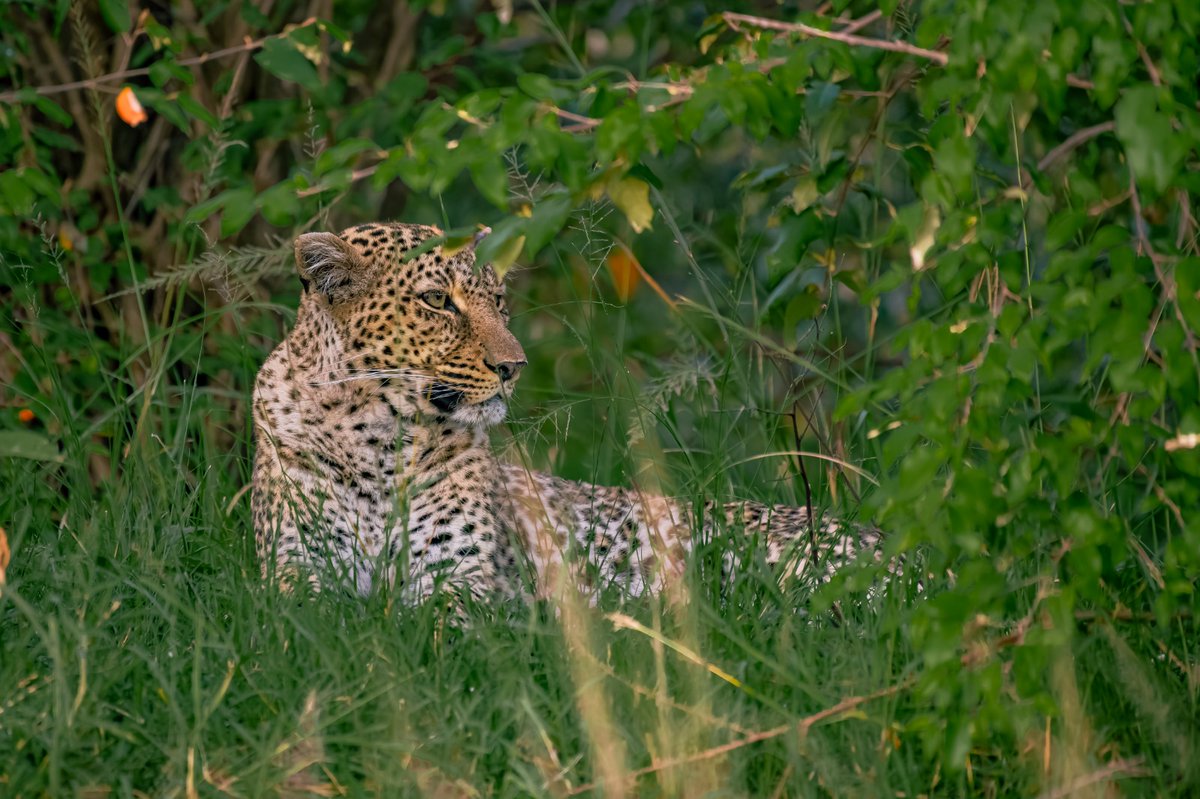 bownaankamal's tweet photo. Hidden in the emerald silence, Bahati rests.
Photo by @BlackRockLionX aka @BownaanKamal
.
.
🐆 Masai Mara | Kenya
.
.
#Leopardess #BigCatDiaries #WildAfrica #LeopardLove #IntoTheWild https://t.co/Z4RQayEsog