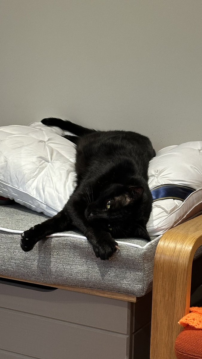 Rolf the University of Warwick Campus Cat tweet media