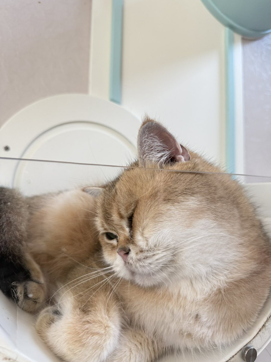 โบนัสเป็นแม่แมว tweet media