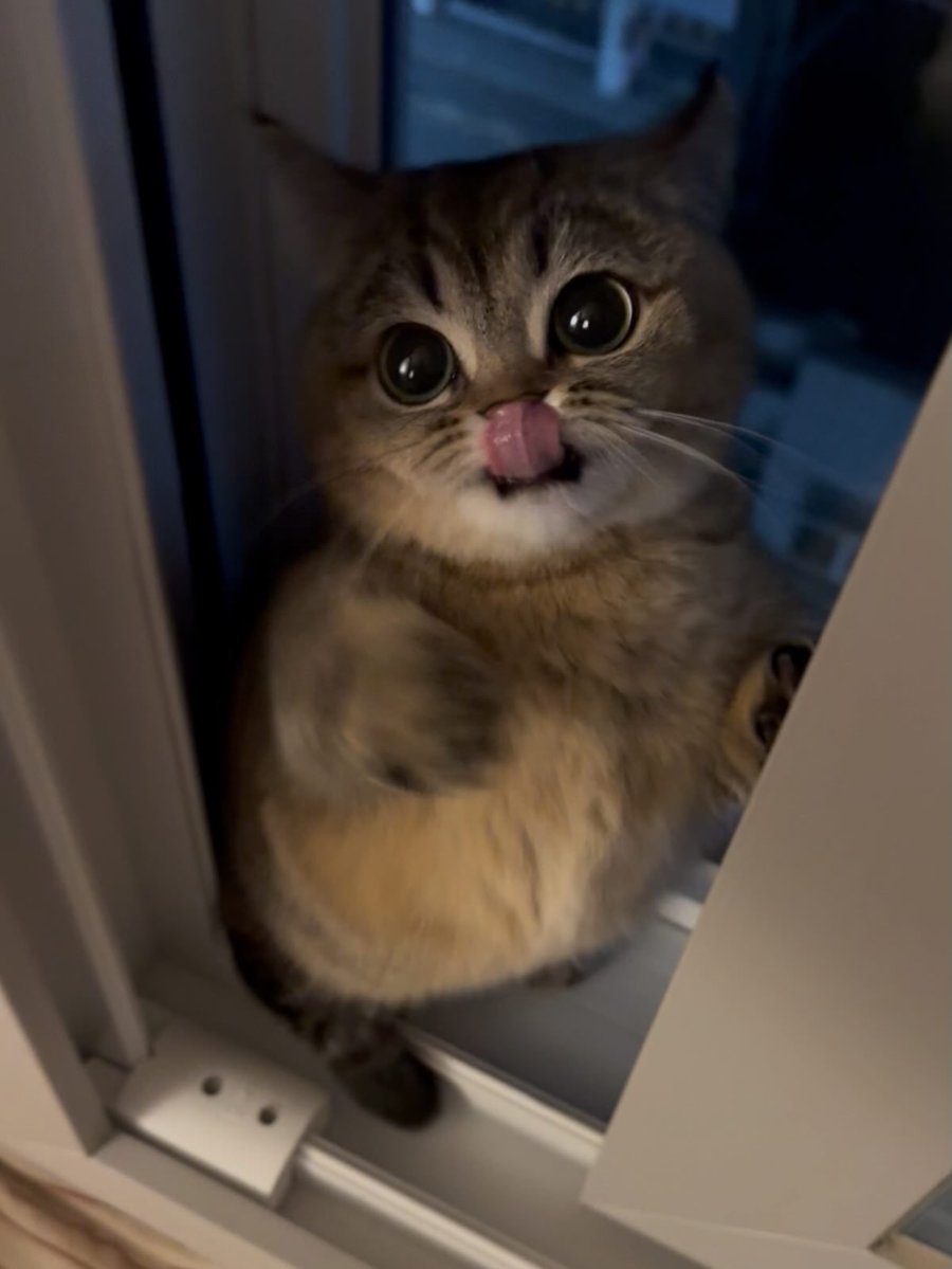 Cats for Happiness. tweet media