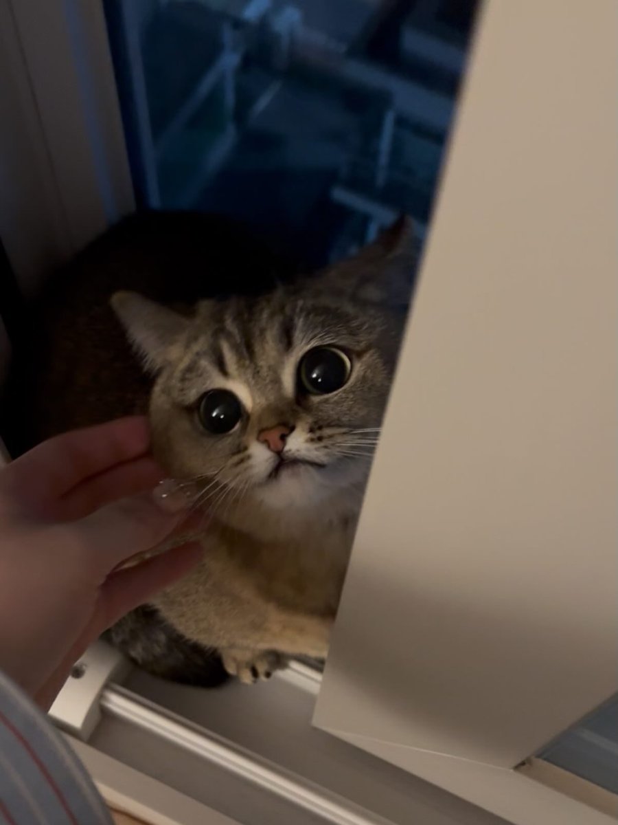 Cats for Happiness. tweet media