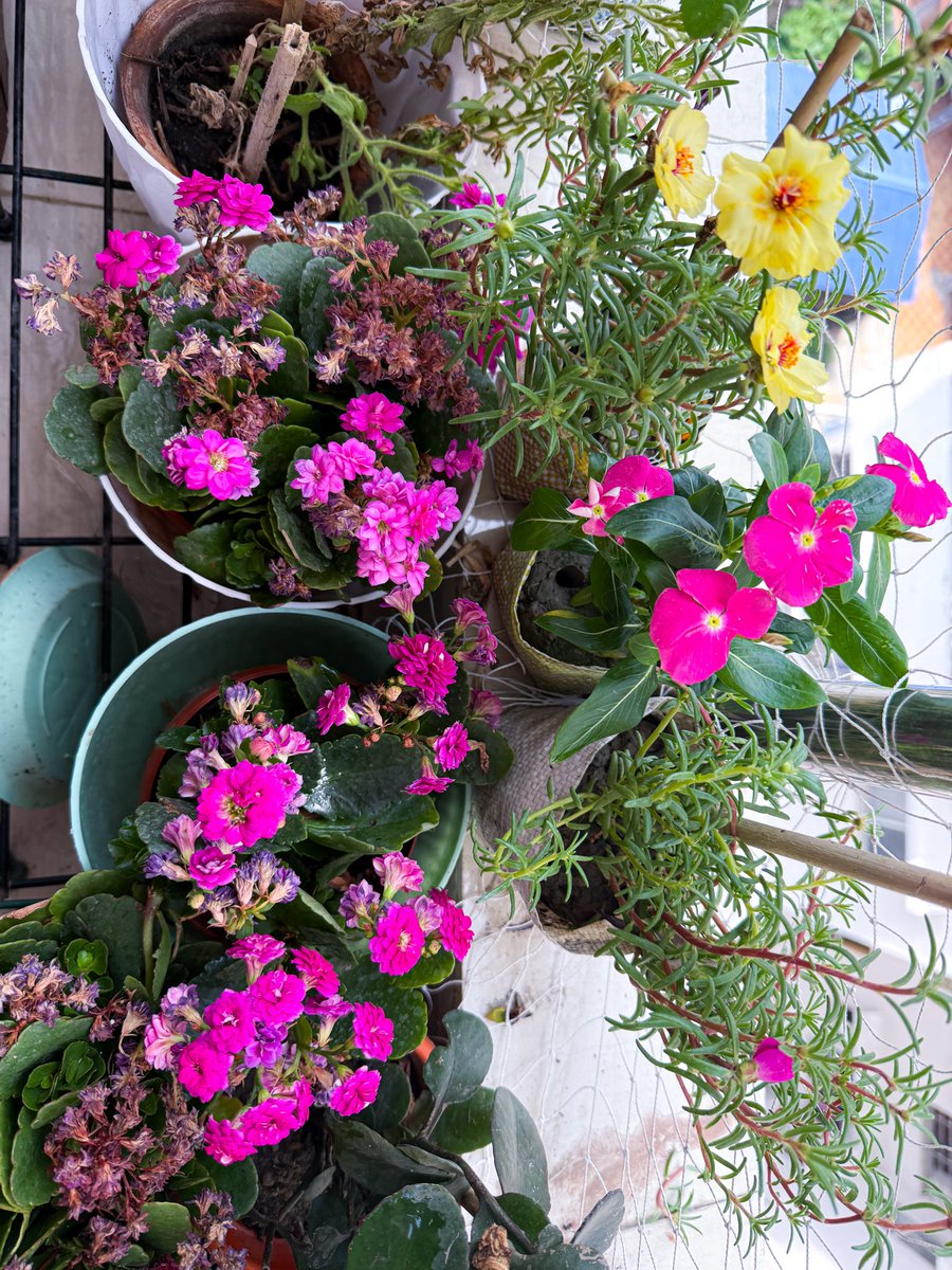 Miss Frodo 🌙❤️🪬 tweet media