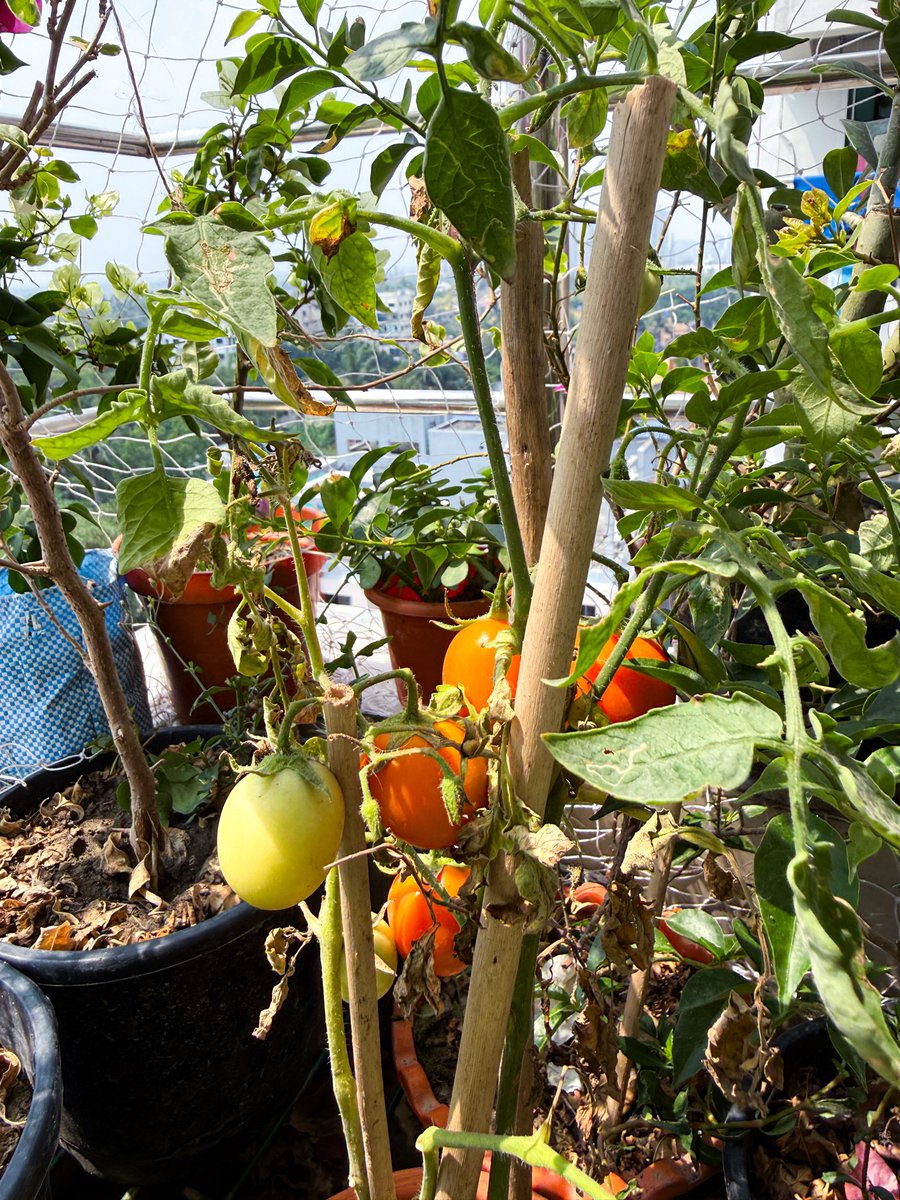 Miss Frodo 🌙❤️🪬 tweet media