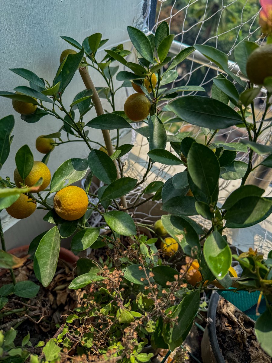 Miss Frodo 🌙❤️🪬 tweet media