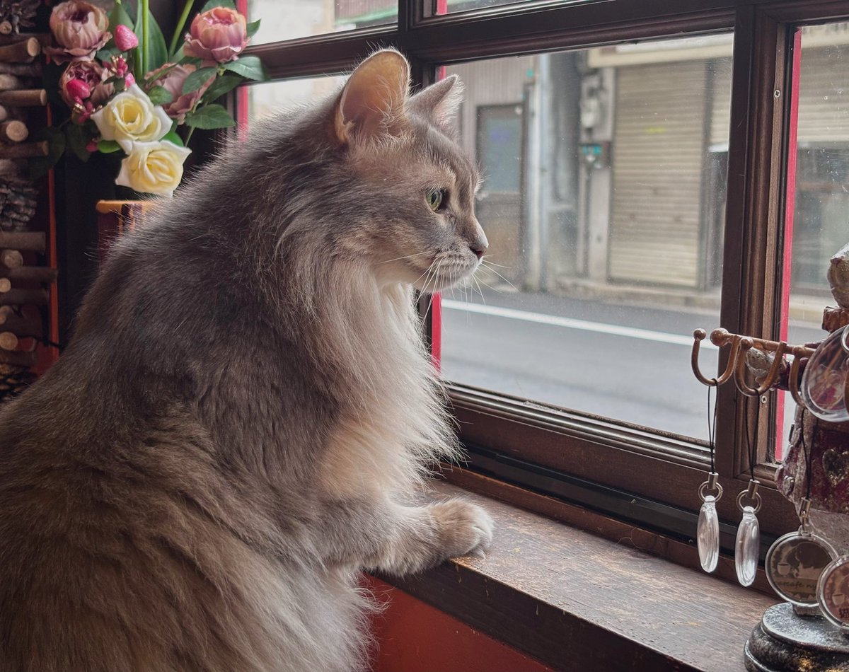 やす。 tweet media