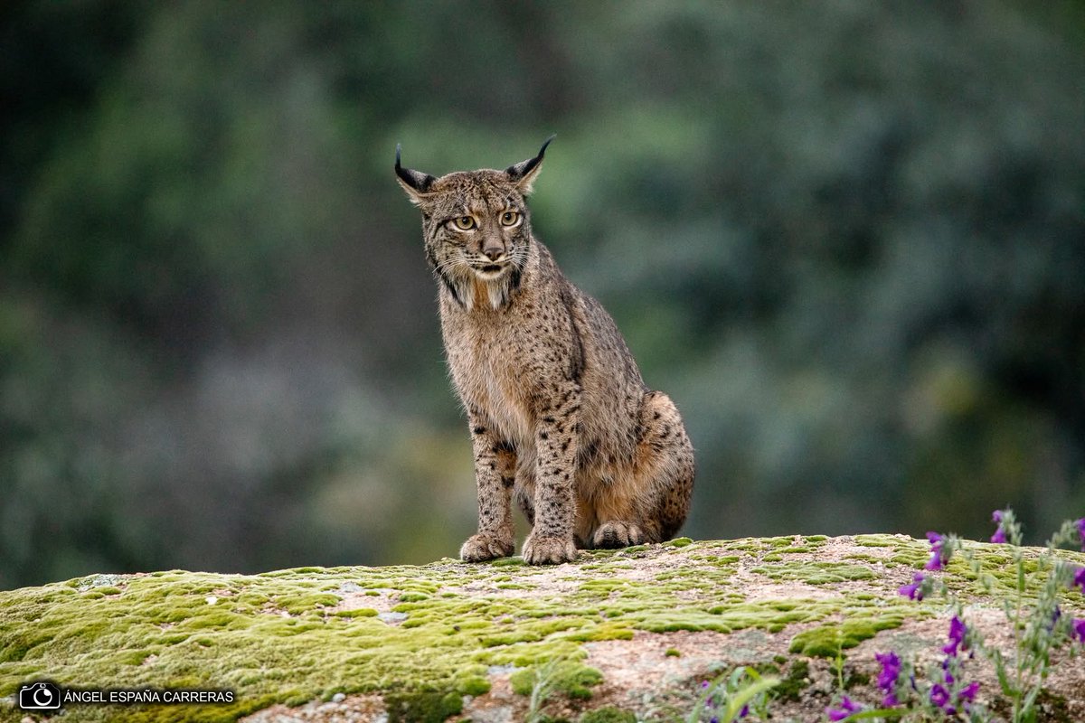 Eduardo Alvarado tweet media