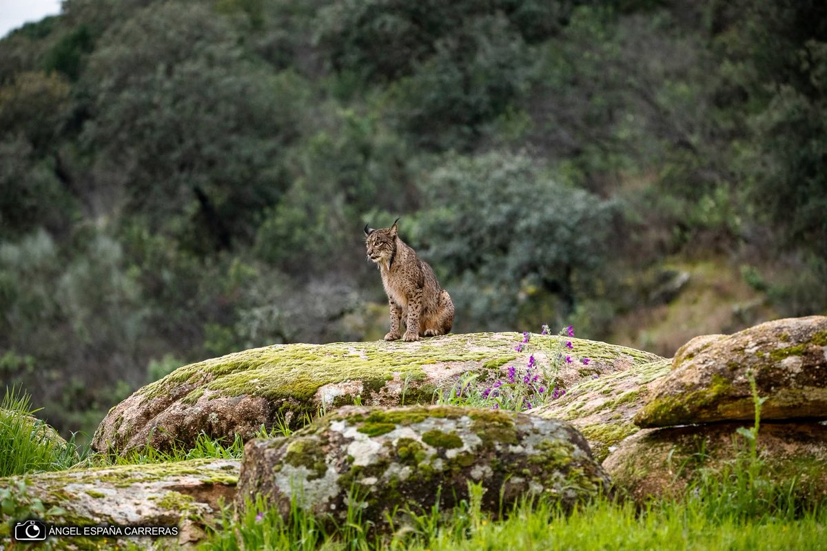 Eduardo Alvarado tweet media