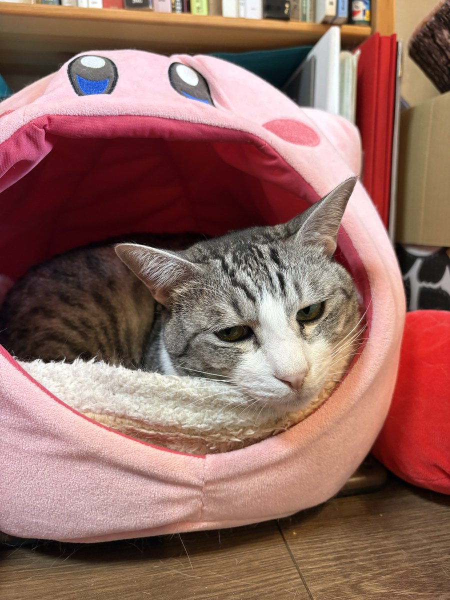 こいもちゃん🐈 tweet media