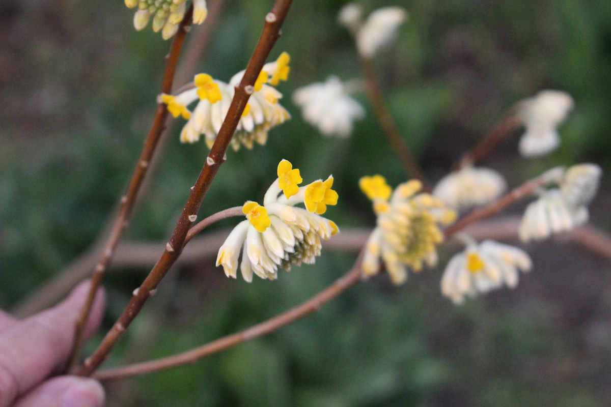 これミツマタの花ですが、どうなった状態が咲いたという定義になるのでしょうか。
和紙の3大原料、コウゾ、ミツマタ、ガンピのうち、コウゾから繊維を取ったことはありますが、ミツマタはまだなのでいずれ試みてみたいところです。ガンピは東日本で育てるのは無理そうなのでパスか。