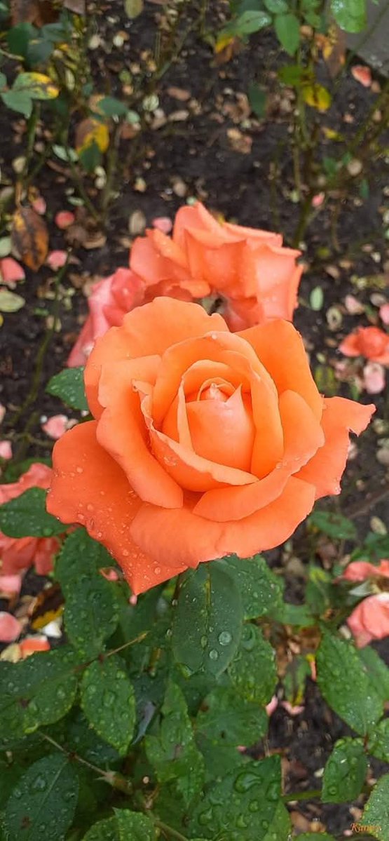 ♠️☢️RATTLEHEAD☢️💀 tweet media