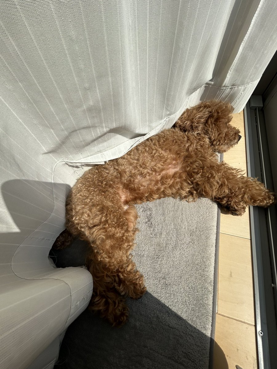 🐾ゆんゆん🐾 tweet media