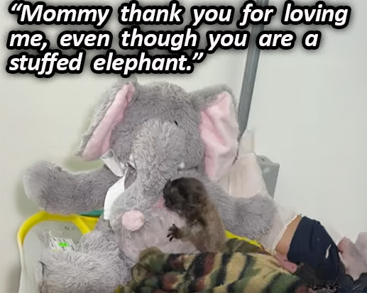 CBrash (21 arc) tweet media