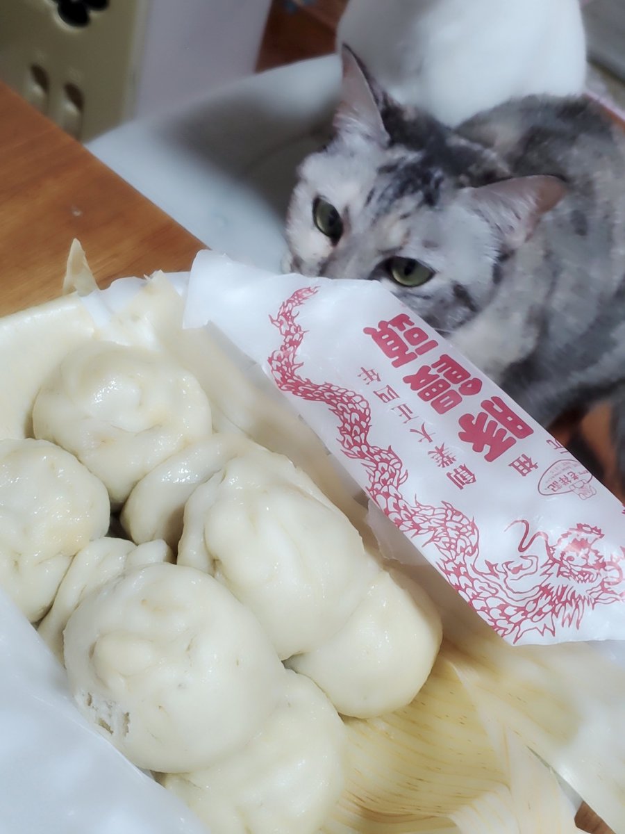 にゃんずの日常 tweet media