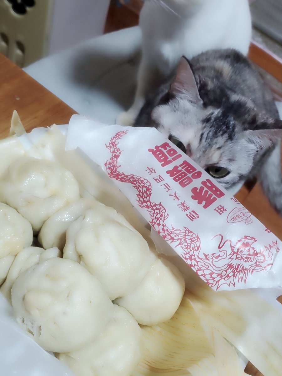 にゃんずの日常 tweet media