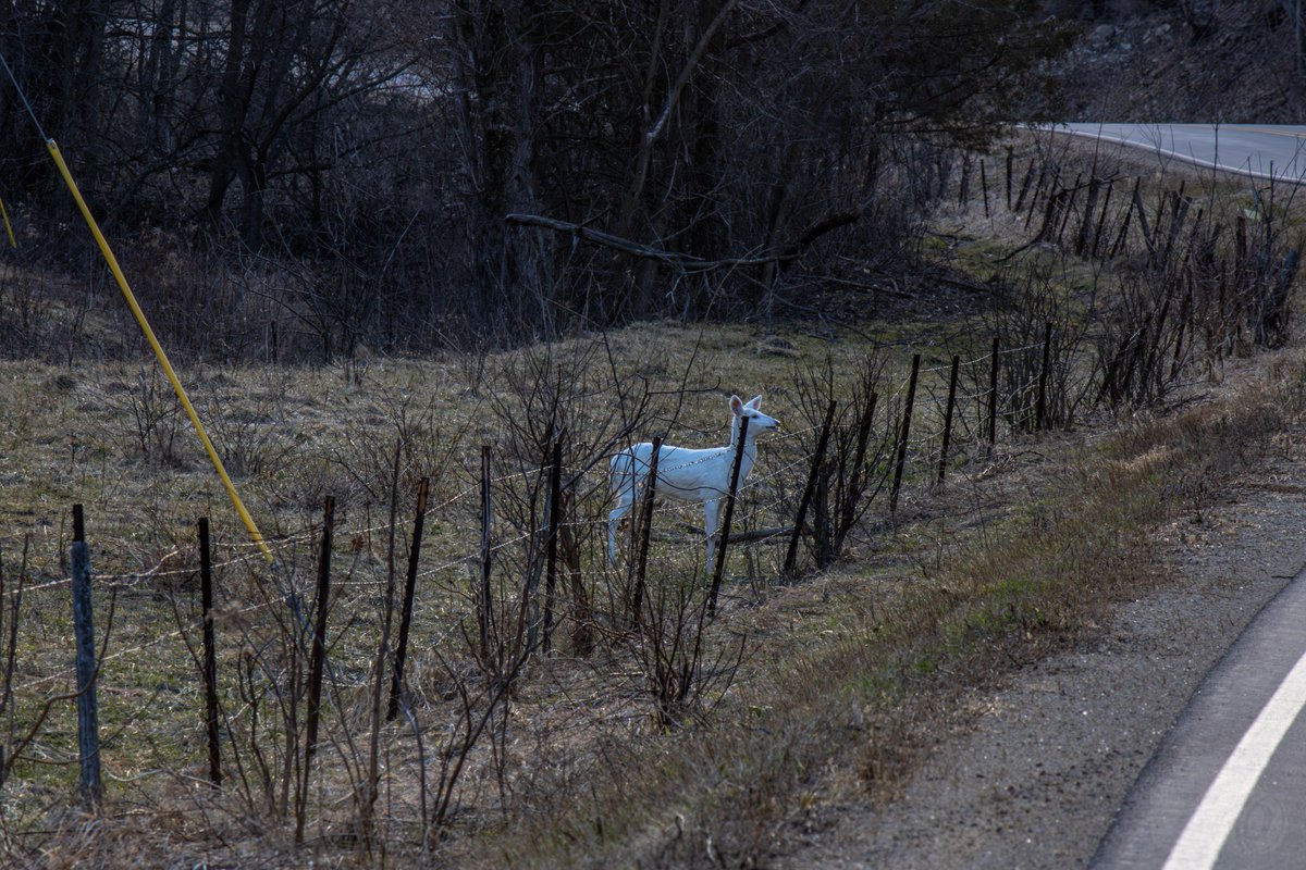 Peter C. tweet media