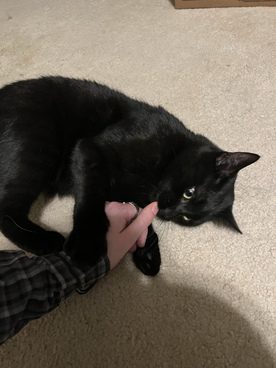 Sirius💫 tweet media