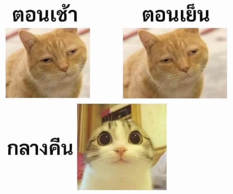 Fang⭐️มีแอคล็อค💚 tweet media