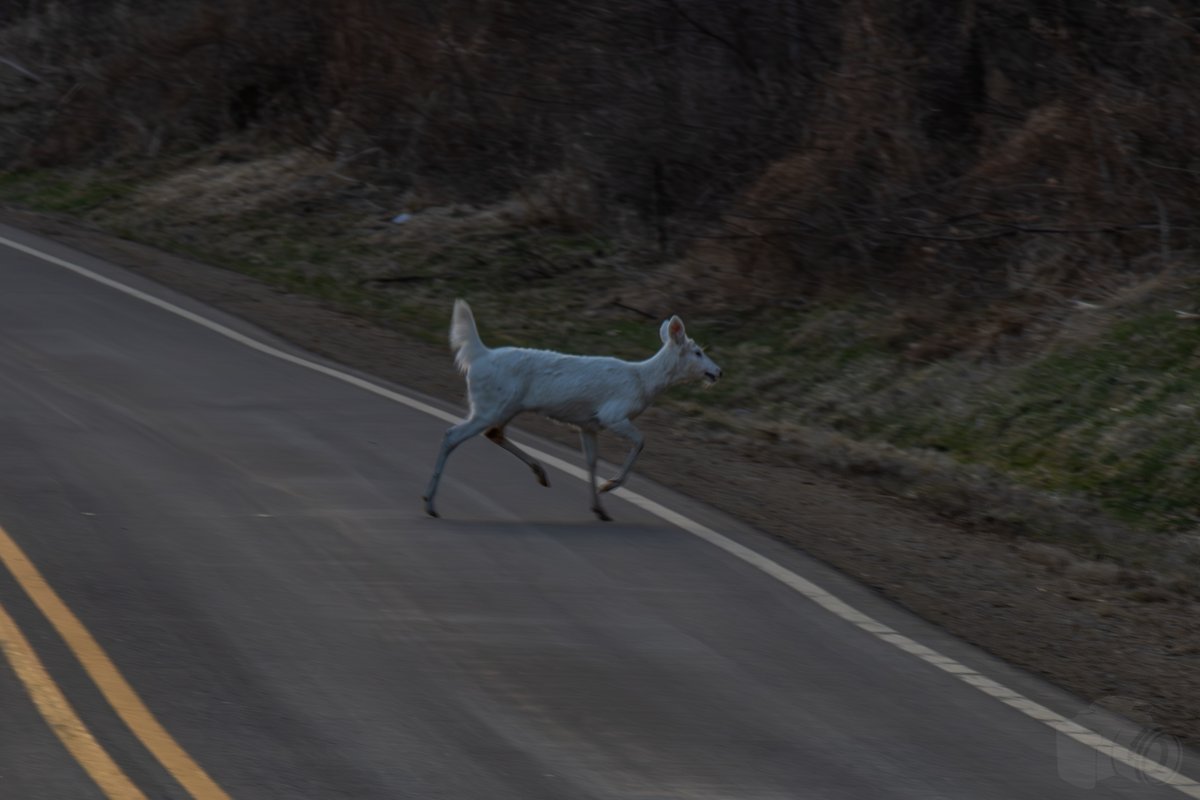 Peter C. tweet media