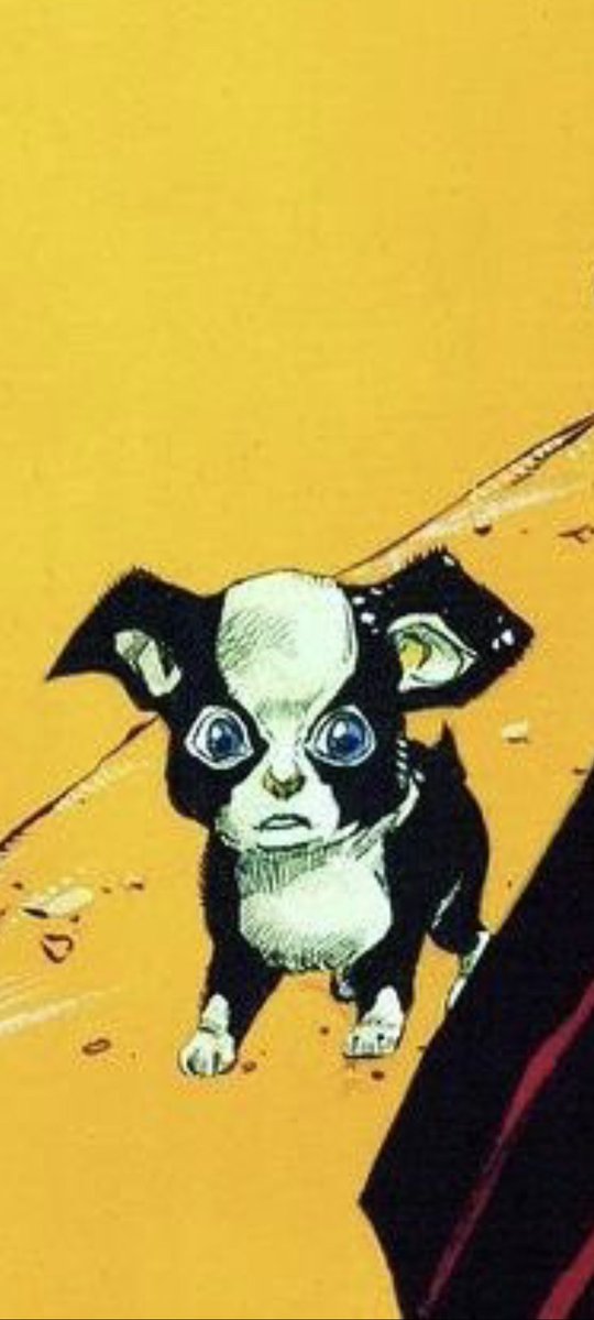 HowlingPig 🐖🇵🇱💛🤍💜🖤 tweet media