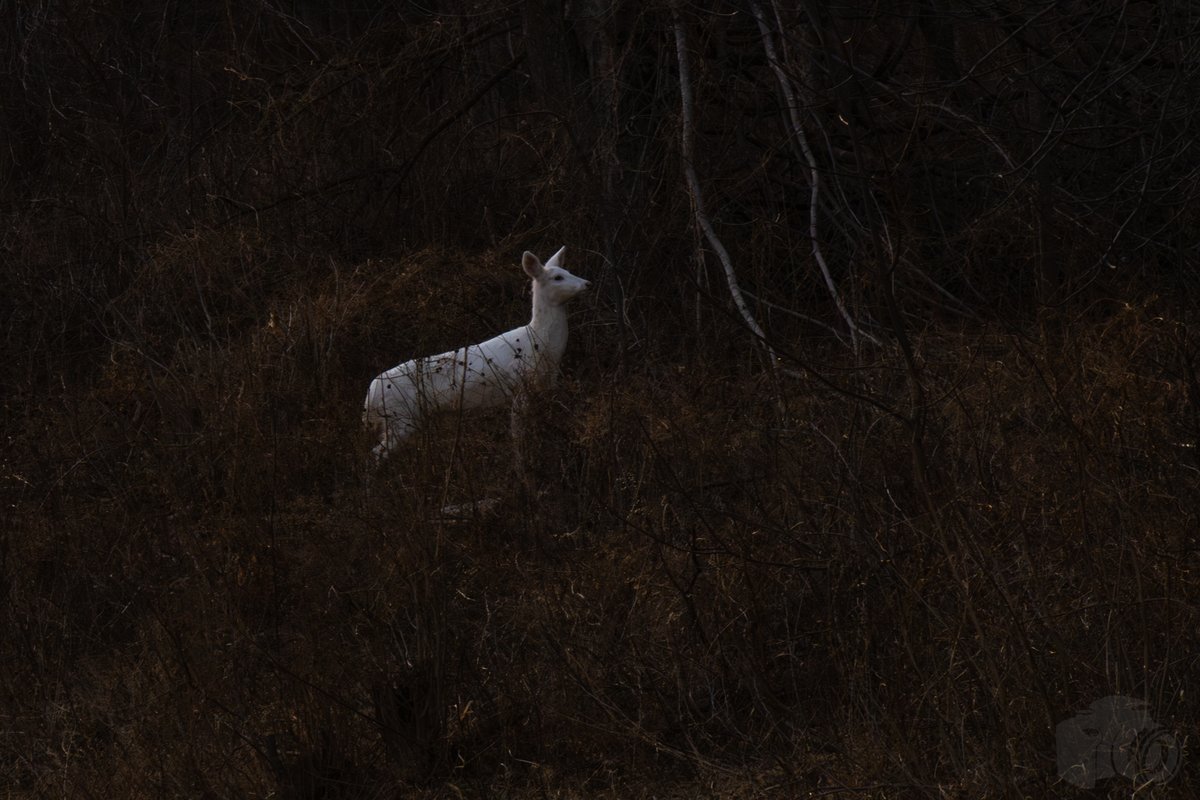 Peter C. tweet media