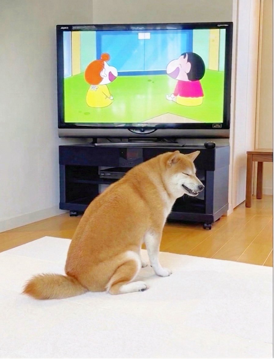 柴犬·͜·♡もも tweet media