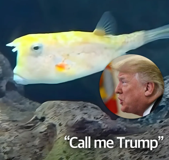 kingwest0219's tweet photo. 요즘 화제라는 신종 인면어(人面魚)
심해에서 올라온 건지, 
워싱턴에서 내려간 건지 헷갈리는 비주얼. 
노란 머리부터 불만 가득한 표정까지 
싱크로율 100%입니다.
저 튀어나온 입에서 평화가 나올지, 
미사일이 나올지 아무도 모릅니다.
#TrumpFish https://t.co/0c6Pk2rra9