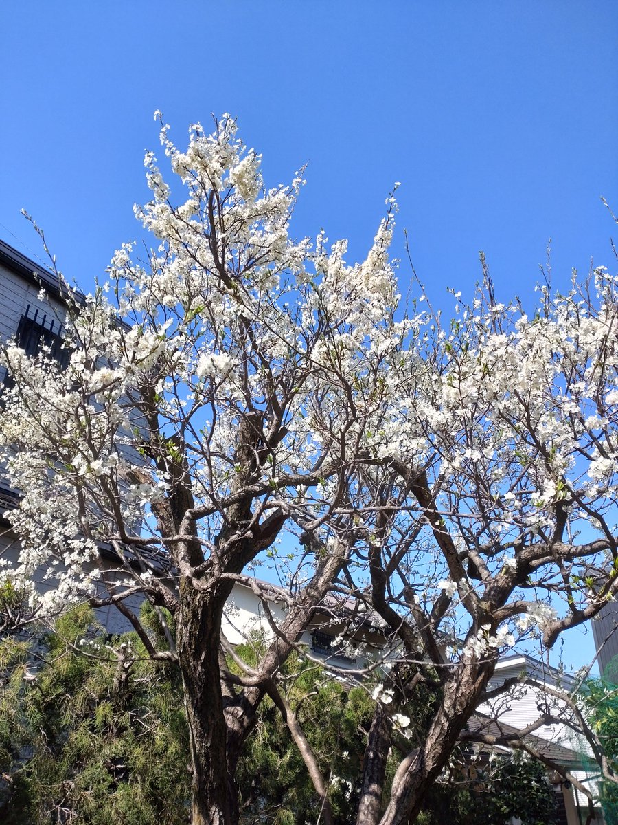 職人おたんこ😪💓🐈 tweet media