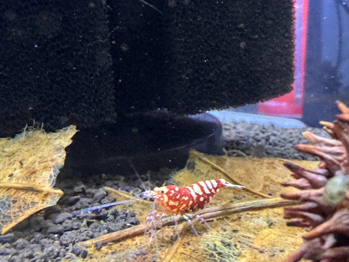 マタキチ tweet media