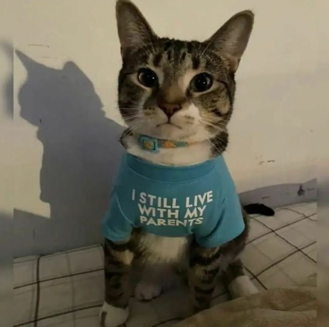 meowkey daily ₍^. .^₎⟆ tweet media