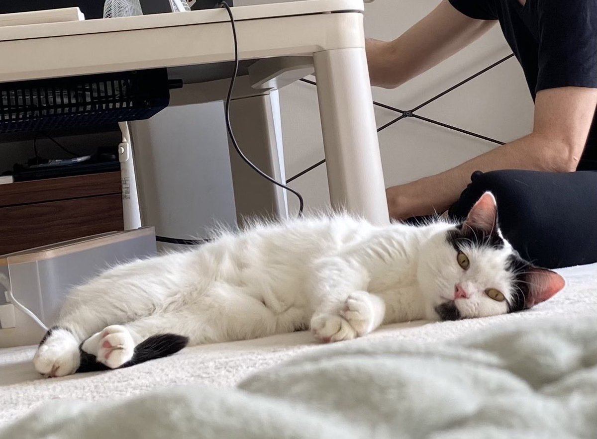 猫のことり tweet media